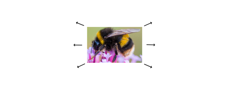 bee